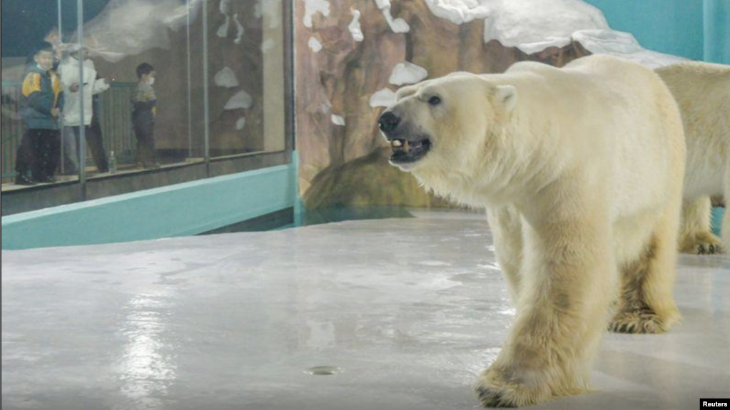 A polar bear is seen inside an enclosure inside a hotel at a newly-opened polarland-themed park in Harbin, capital of northeast China's Heilongjiang province March 12, 2021. 