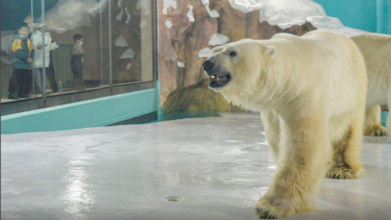 Polar Bear Hotel Opens in China