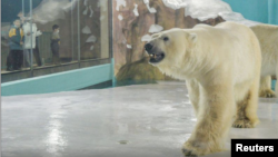 A polar bear is seen inside an enclosure inside a hotel at a newly-opened polarland-themed park in Harbin, capital of northeast China's Heilongjiang province March 12, 2021. 