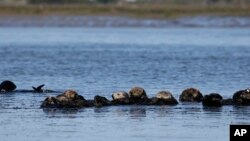 Berang-berang laut tampak di sepanjang Elkhorn Slough di Moss Landing, California, 26 Maret 2018. Berang-berang laut selatan di pesisir California sepanjang 300 mil masuk dalam daftar perlindungan spesies terancam yang dikeluarkan pemerintah negera bagian dan pemerintah federal AS.