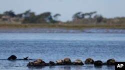 ARCHIVO - Nutrias marinas en Moss Landing, California, 26 de marzo de 2018. A lo largo de 500 kilómetros de la costa de California, las nutrias marinas (bajo protección estatal y federal como especie amenazada) se han recuperado de tan solo 50 sobrevivientes en la década de 1930 a más de 3.000 en la actualidad. (AP Photo / Eric Risberg)