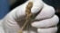 A police officer shows buds of marijuana before a news conference Bangkok, Thailand, Sept. 25, 2018. 