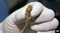 A police officer shows buds of marijuana before a news conference Bangkok, Thailand, Sept. 25, 2018. 