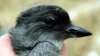 Investigan muerte masiva de aves en el Pacífico