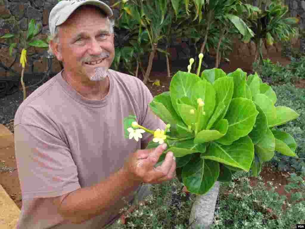 In the 1970s, Steve Perlman, seen here in the National Tropical Botanical Garden on the island of Kauai, was inspired to rappel off Kaua`i&rsquo;s high cliffs to save this rare Hawaiian plant known as the Alula. (Heidi Chang/VOA)