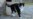 Pemilik Apartemen Sewakan Tempat untuk 2 Ekor Kucing