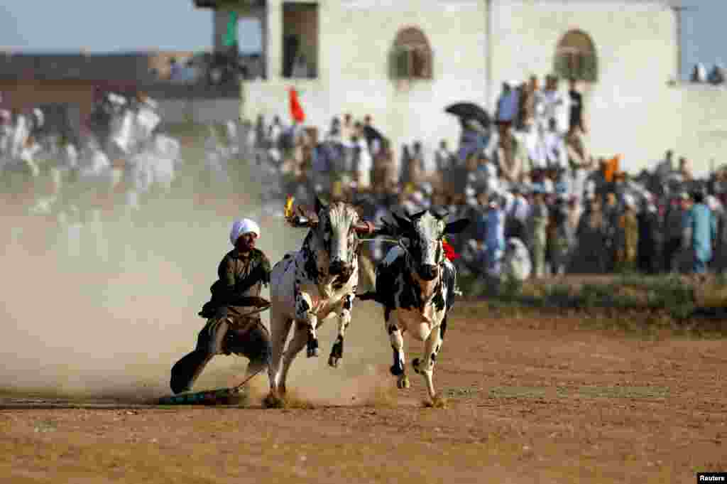 A bull savar (jockey) guides his bulls as he competes in a bull race on the outskirts of Islamabad, Pakistan.