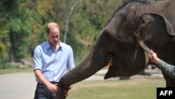 Britain's Prince William feeds a baby elephant in the wild elephant valley in Xishuangbanna, or Sibsongbanna Dai autonomous prefecture, southwest China's Yunnan province, March 4, 2015. 