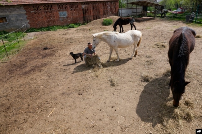 Zeljko Ilicic kisses a horse in the Old Hill, sanctuary for horses in the town of Lapovo, in central Serbia, Wednesday, April 3, 2024. (AP Photo/Darko Vojinovic)