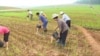 "북한 7월초까지 가뭄 때, 식량생산 '고난의 행군' 이후 최저"
