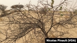 Dry plants in the Sahel, Niger, on April 16, 2017 (VOA/Nicolas Pinault)