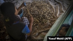 Seorang remaja perempuan tengah bekerja memecahkan kemiri sambil menjaga anaknya di rumah orang tuanya di Mamuju, Sulawesi Barat, pada 12 Februari 2019. Remaja tersebut menikah di bawah umur pada 2017 lalu. (Foto: AFP/Yusuf Wahil)