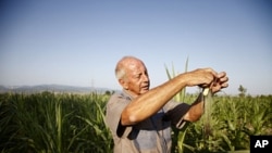South African farmer Piet Kemp inspecting baby corn in Sartichala, Georgia, July 28, 2011.