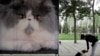 资料照：一名女子在北京一个公园里树立的猫粮广告旁与她的宠物狗玩耍。