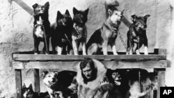 FILE - Gunnar Kaasen poses with his original dog team — including his lead dog Balto, top row, second left, in 1925 — which he drove through a blinding blizzard to deliver lifesaving serum, in Nome, Alaska.