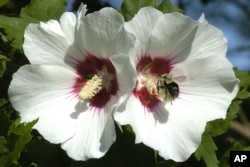 Pollinators like bees can help farmers whose land is near natural and biologically diverse lands.