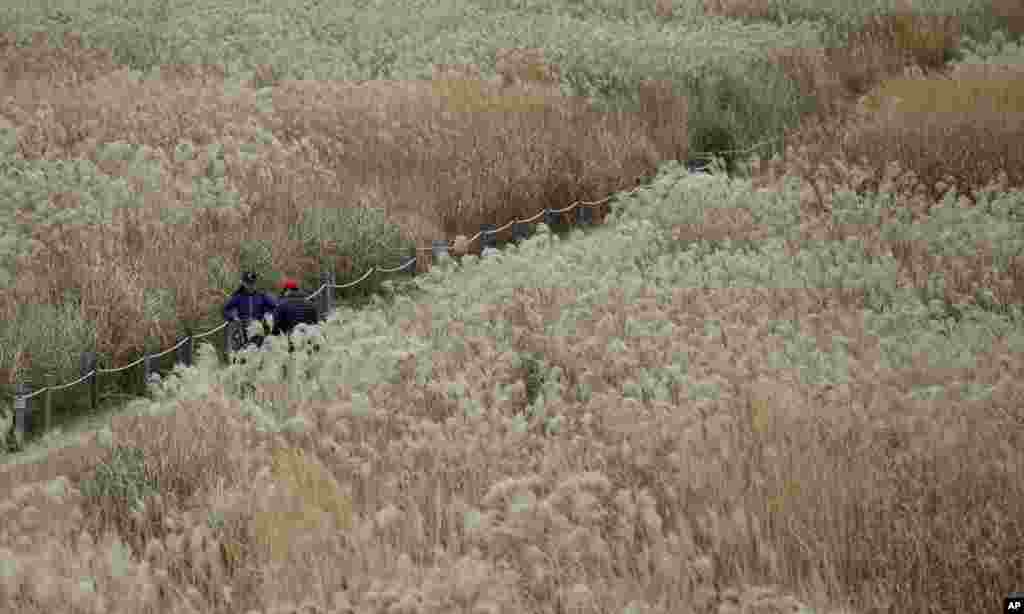 Visitors walk through a silver grass field at the Sky Park in Seoul, South Korea.