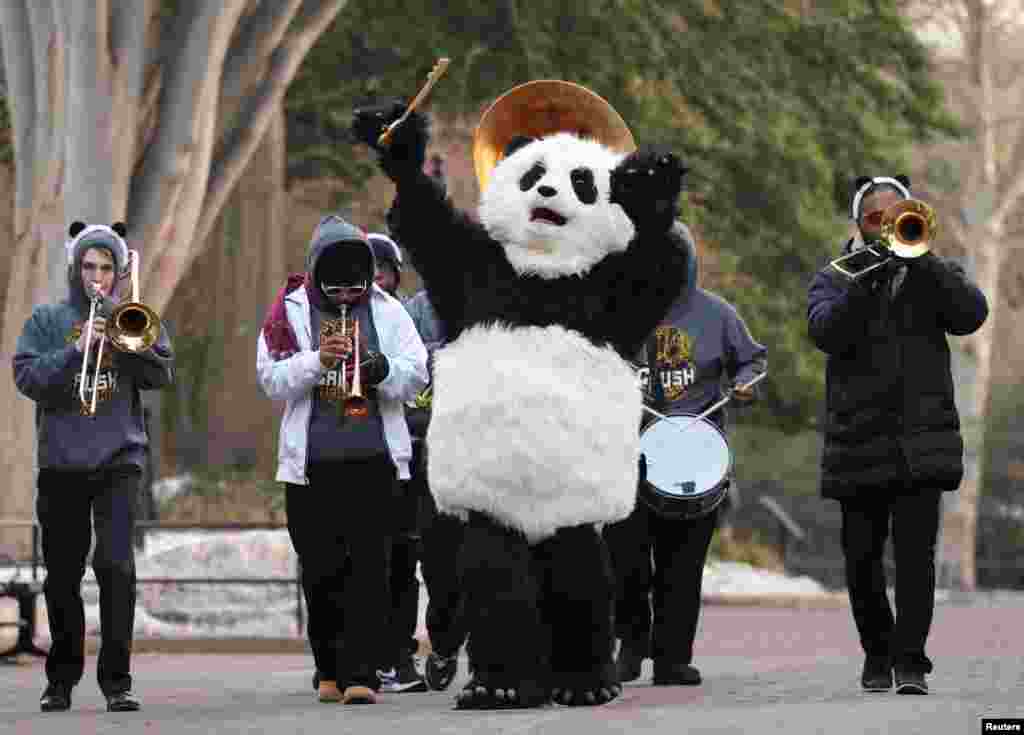 Durante la &quot;presentación en sociedad&quot; de la pareja de pandas, se realizaron actos de bienvenida con una banda musical y humanos vestidos con trajes de pandas.&nbsp;