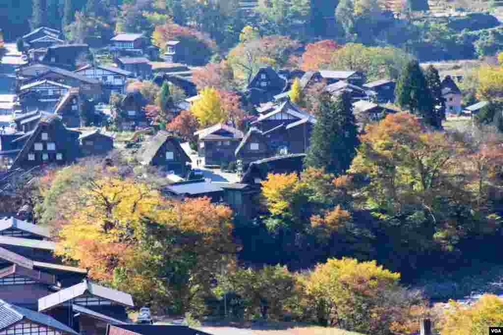 日本白川鄉秋色。（美國之音湯惠芸攝）