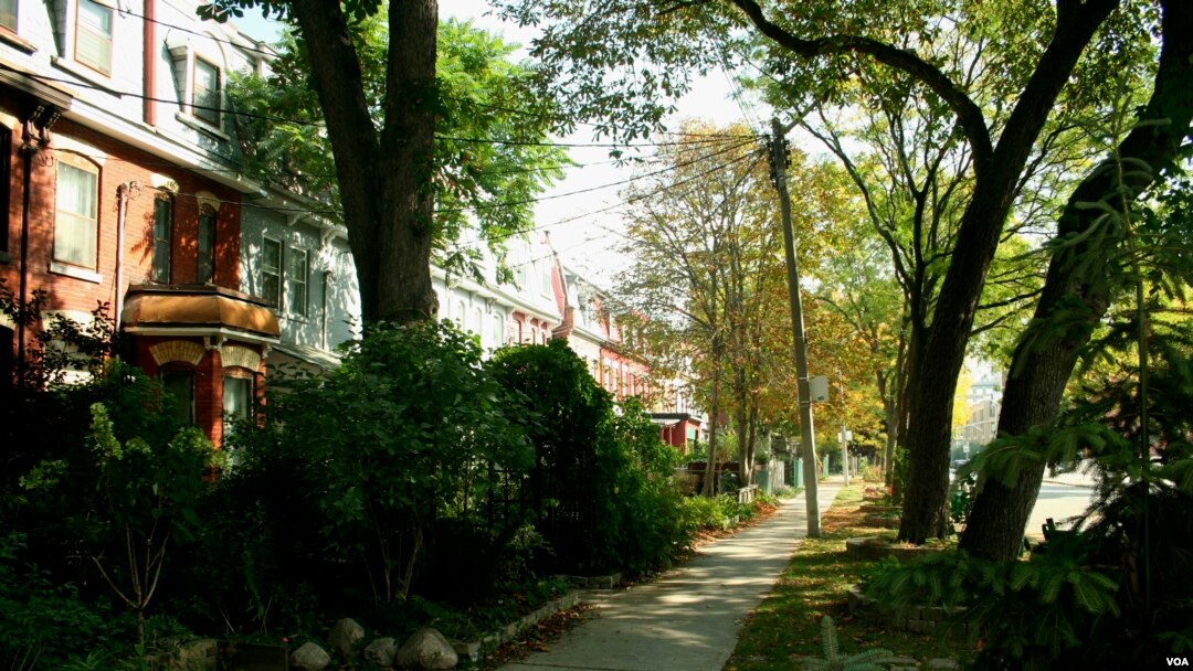 Pohon-pohon di jalanan di sebuah perumahan di tengah kota Toronto menjadikan lingkungan itu tempat yang lebih sehat untuk ditinggali. (© 2007 Torie Gervais/LEAF)
