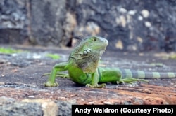 A green iguana catches some sun on the walls of San Juan’s Castillo San Felipe del Morro. The invasive reptile, escaped from the pet trade, has become a threat to native biodiversity.