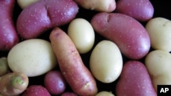 Different varieties of potatoes: pink, white and an F1 hybrid. It can take up to 20 years to create a new variety that is less susceptible to pests and disease.