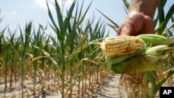 FILE - A farmer holds a piece of his drought- and heat-stricken corn while chopping it down for feed in Nashville, Illinois, July 11, 2012. a A 2015 White House report predicts that a 3 degree Celsius rise in average temperature could erode the U.S. GDP to the tune of more than $150 billion. 