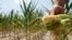 FILE - A farmer holds a piece of his drought- and heat-stricken corn while chopping it down for feed in Nashville, Illinois, July 11, 2012. a A 2015 White House report predicts that a 3 degree Celsius rise in average temperature could erode the U.S. GDP to the tune of more than $150 billion. 