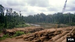 Penggundulan hutan tidak hanya menciptakan bencana lingkungan seperti banjir atau tanah longsor. Para ahli penyakit menular dari Universitas Wisconsin, menemukan kaitan meningkatnya wabah malaria dengan penggundulan hutan.