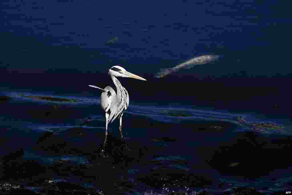 A heron looks for fish in a river in Kumamoto, Japan.