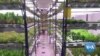Hydroponic Farm Venture in New Delhi Flourishes Amid Pandemic 
