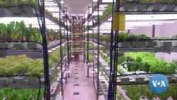 New Delhi Hydroponic Farm Flourishes During Pandemic 