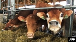 Счастливы ли коровы в штате Айова?