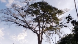 Pohon Sialang di Riau tempat lebah dorsata dengan 30-60 sarang (foto: courtesy).