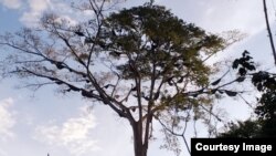 Pohon Sialang di Riau tempat lebah dorsata dengan 30-60 sarang (foto: courtesy).