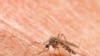 Study: Nearly Half Senegal Malaria Drugs Fail Quality Testing