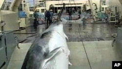 A dead whale being winched into a ship