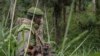 Un soldat des FARDC (Forces Armées de la République démocratique du Congo) prend position lors d'échanges de tirs avec des membres de l'ADF (Forces Démocratiques Alliées) à Opira, Nord Kivu, 25 janvier 2018.