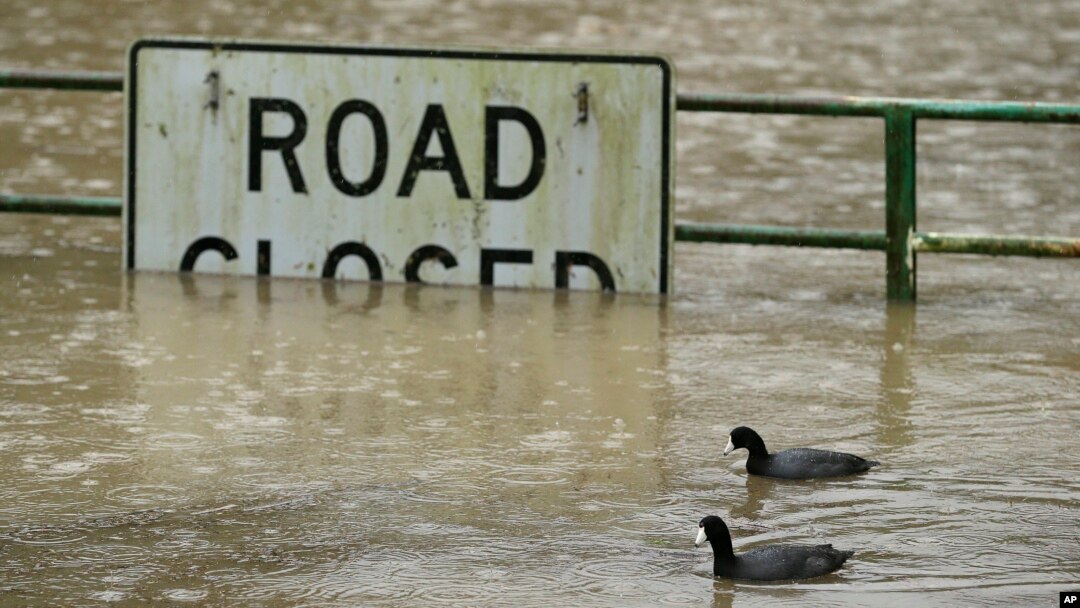 A pair of ducks make their way along a flooded road in Monte Rio, California, Jan. 10, 2017.