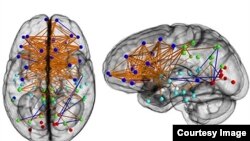 Neural map of a typical female brain. (Photo courtesy of National Academy of Sciences)