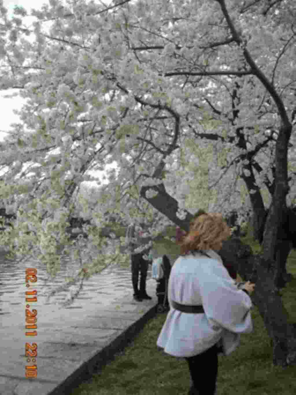 فستیوال شکوفه های گیلاس در واشنگتن ۲۰۱۱
