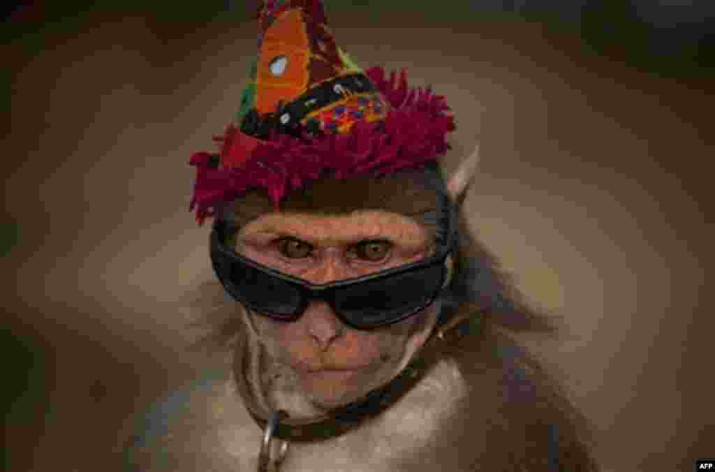 A dressed monkey sits at a roadside to earn money from passers-by for his owner in Islamabad, Pakistan on Friday, Jan 13, 2012. (AP Photo/B.K.Bangash)