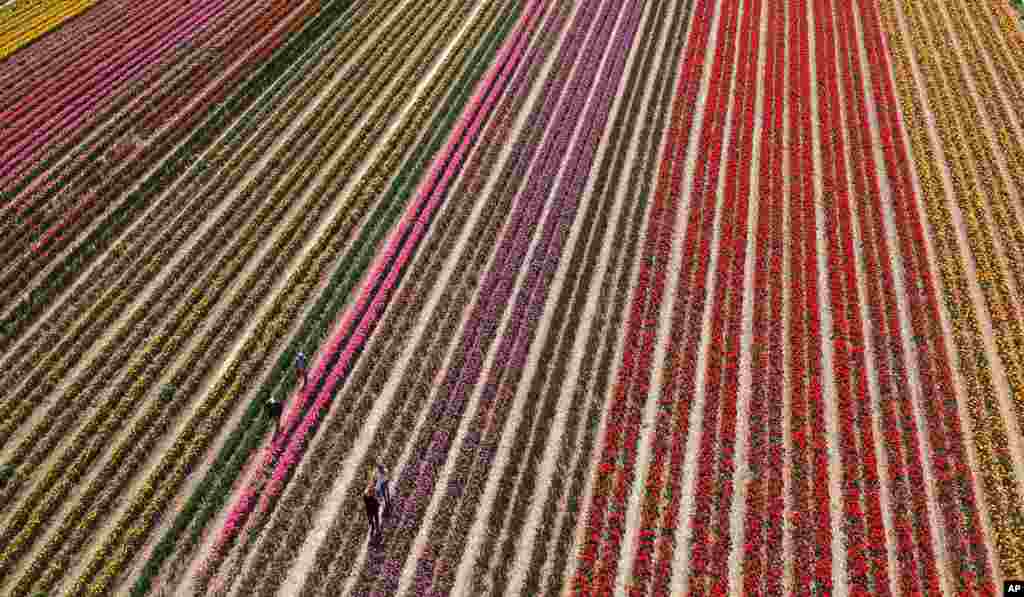 A tulip field shines in different colors on a sunny day in Grevenbroich, Germany.