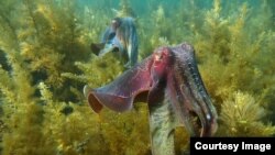 Giant Australian cuttlefish (Sepia apama), Spencer Gulf, South Australia. Credit David Wiltshire