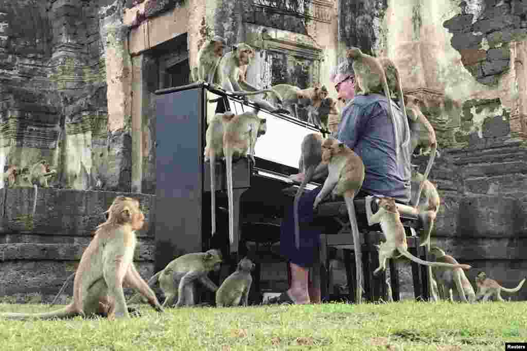 British musician Paul Barton plays the piano for monkeys that occupy abandoned historical areas in Lopburi, Thailand.