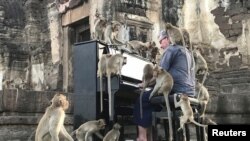 British musician Paul Barton plays the piano for monkeys that occupy abandoned historical areas in Lopburi, Thailand.