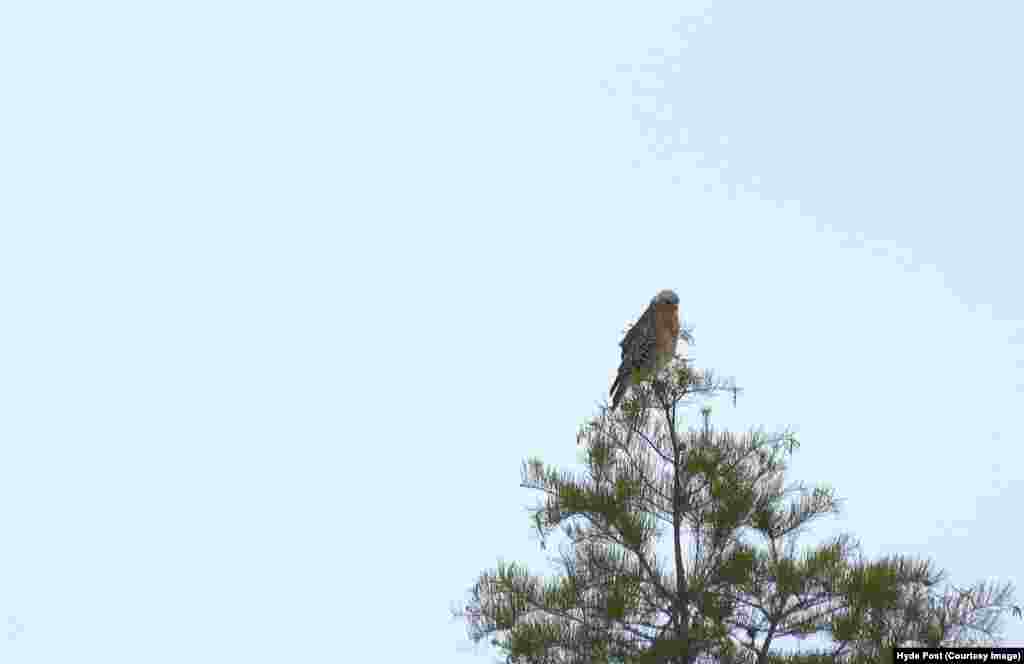 The red shouldered hawk is the main avian predator in the Okefenokee.