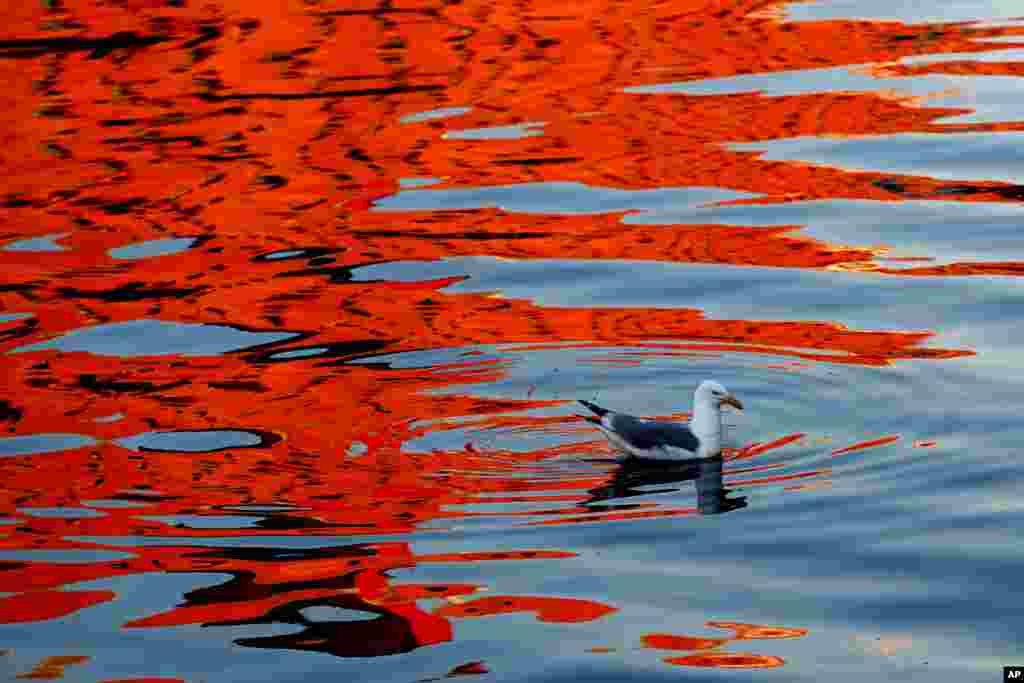 A gull swims as the reflection of a sunlit building colors the waters of Portland Harbor, in Portland, Maine.