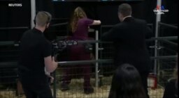 Musk Pigs unveiled