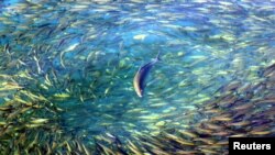 A trevally chases fusiliers near Malaysia's Lankayan Island, located in the Sulu-Sulawesi Marine Ecoregion, in the state of Sabah near Borneo on January 9, 2004. The Sulu-Sulawesi Marine Ecoregion bordered by Indonesia, Malaysia and the Philippines, is th